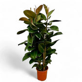 Ficus elastica 'Robusta' – Topfpflanze im Kulturtopf vor weißem Hintergrund, Produktfoto 15.