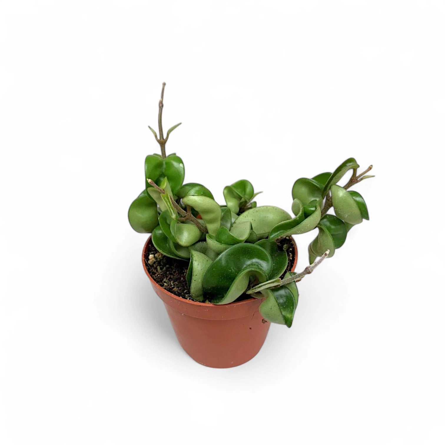 Hoya carnosa 'Compacta' – Zimmerpflanze im Kulturtopf auf weißem Hintergrund, Produktfoto 5.