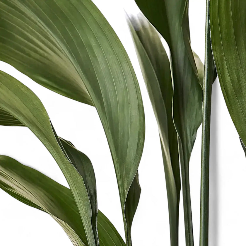 Aspidistra elatior leaf close-up on white background.