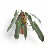 Philodendron atabapoense potted houseplant in nursery pot on white background, product photo 9.