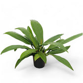 Philodendron campii 'Lynette' potted houseplant in nursery pot on white background, product photo 7.