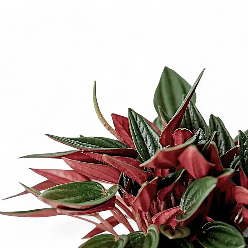 Peperomia 'Eden Rosso' leaf close-up on white background.