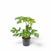 Rhaphidophora tetrasperma potted houseplant in nursery pot on white background, product photo 4.