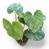 Philodendron 'Majestic' (verrucosum x sodiroi) – Zimmerpflanze im Kulturtopf auf weißem Hintergrund, Produktfoto 11.