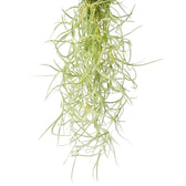 Tillandsia usneoides – Zimmerpflanze im Kulturtopf auf weißem Hintergrund, Produktfoto 5.