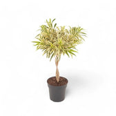 Dracaena reflexa 'Song Of India' potted houseplant in nursery pot on white background, product photo 3.