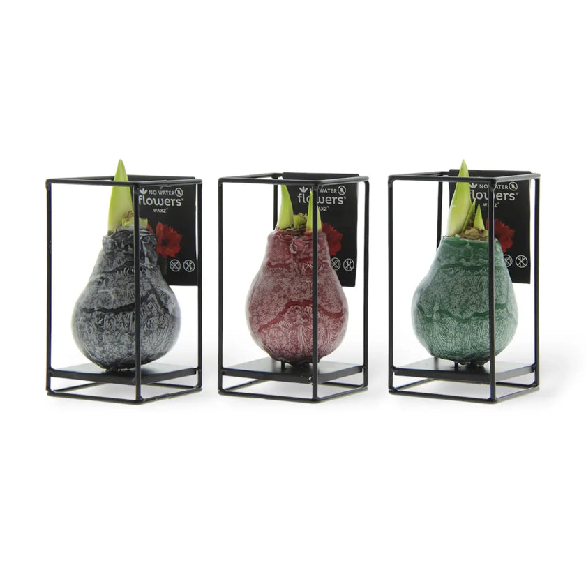 No Water Flowers: Wachs-Amarylliszwiebeln vor weißem Hintergrund.