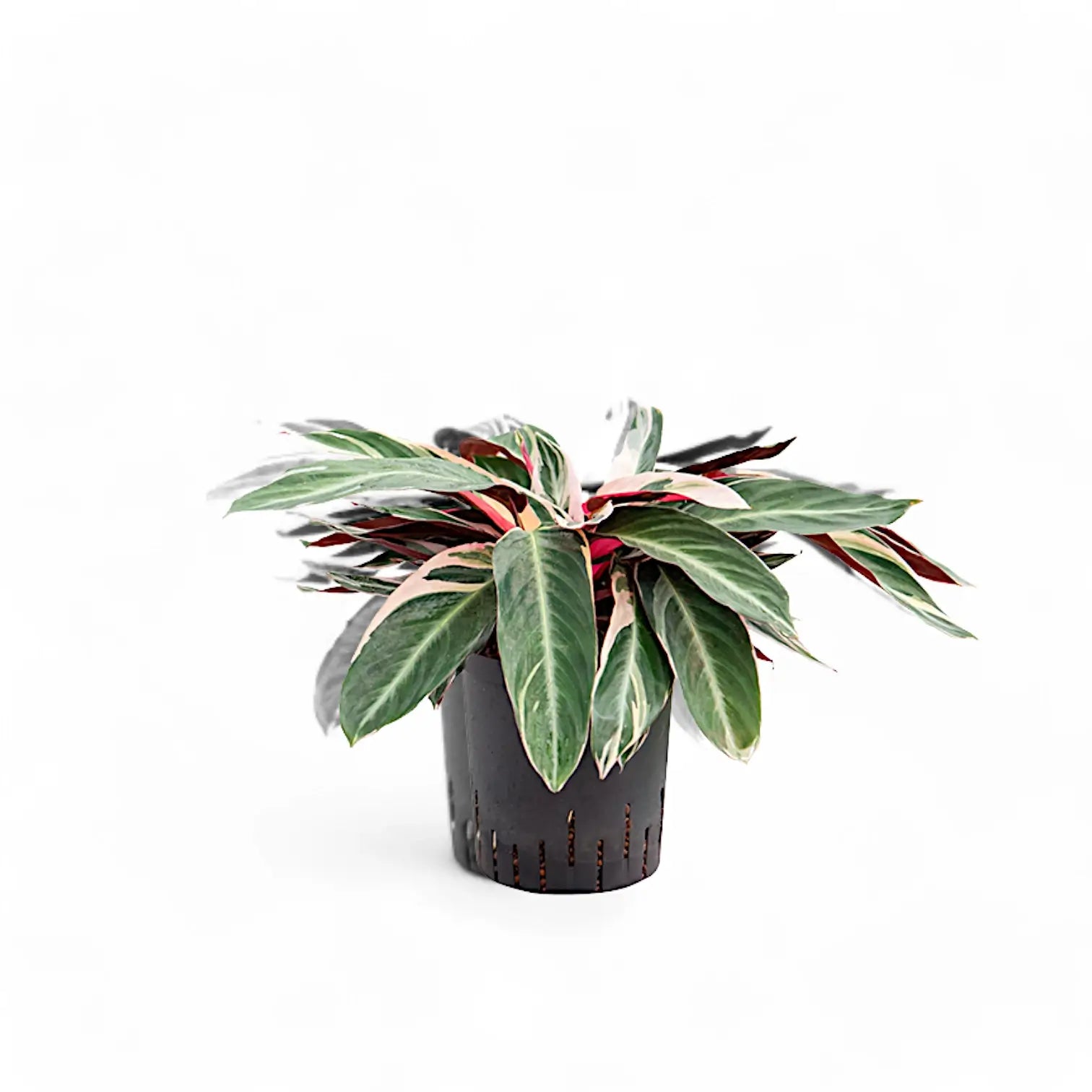 Stromanthe thalia 'Triostar' potted houseplant in nursery pot on white background, product photo 5.