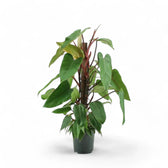 Philodendron erubescens 'Red Emerald' potted houseplant in nursery pot on white background, product photo 2.