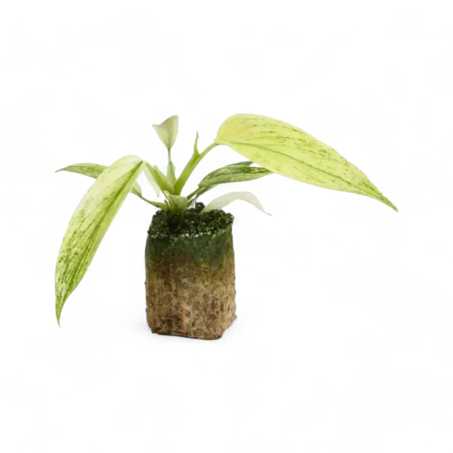 Philodendron 'Florida Ghost' potted houseplant in nursery pot on white background, product photo 5.