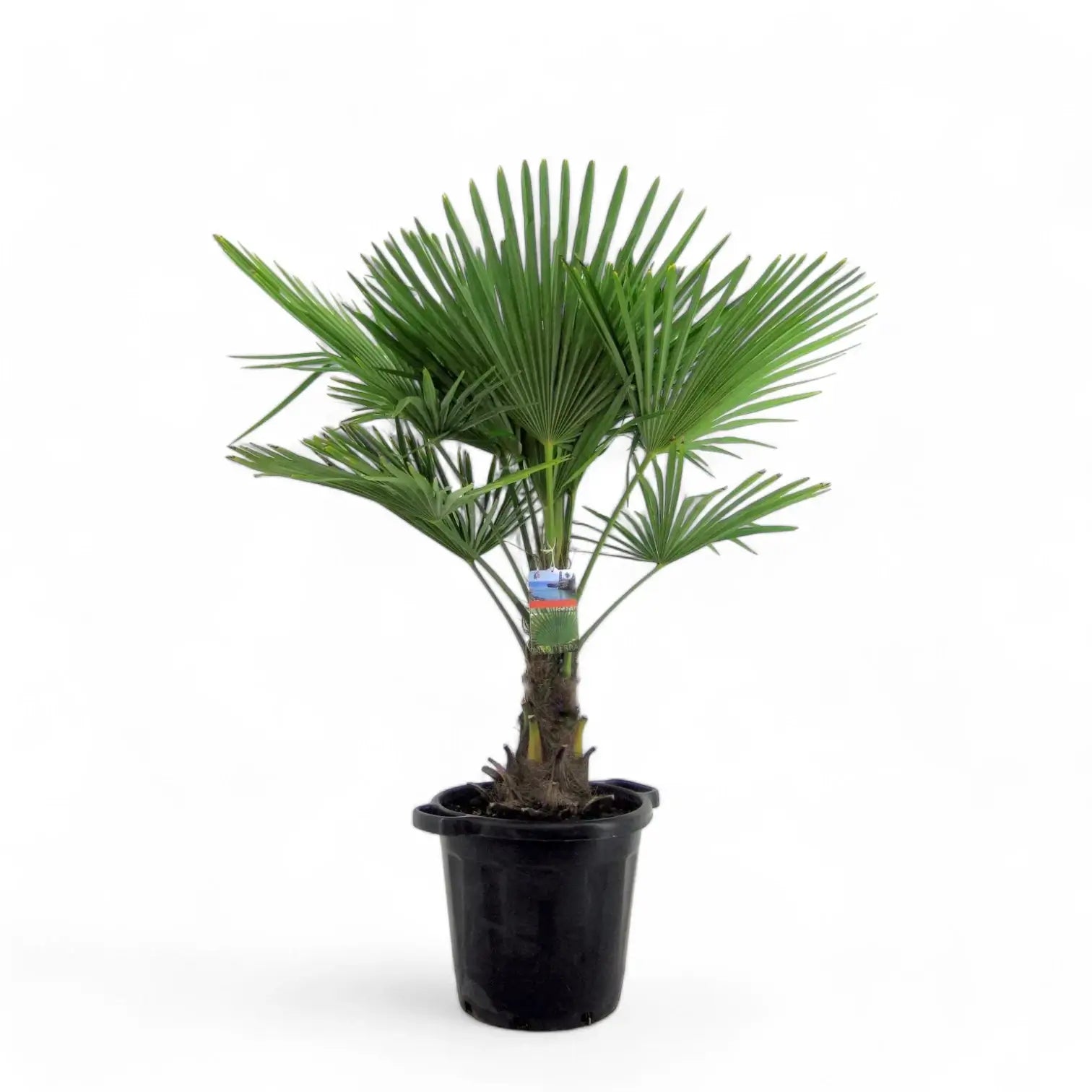 Trachycarpus fortuneii potted houseplant in nursery pot on white background, product photo 7.
