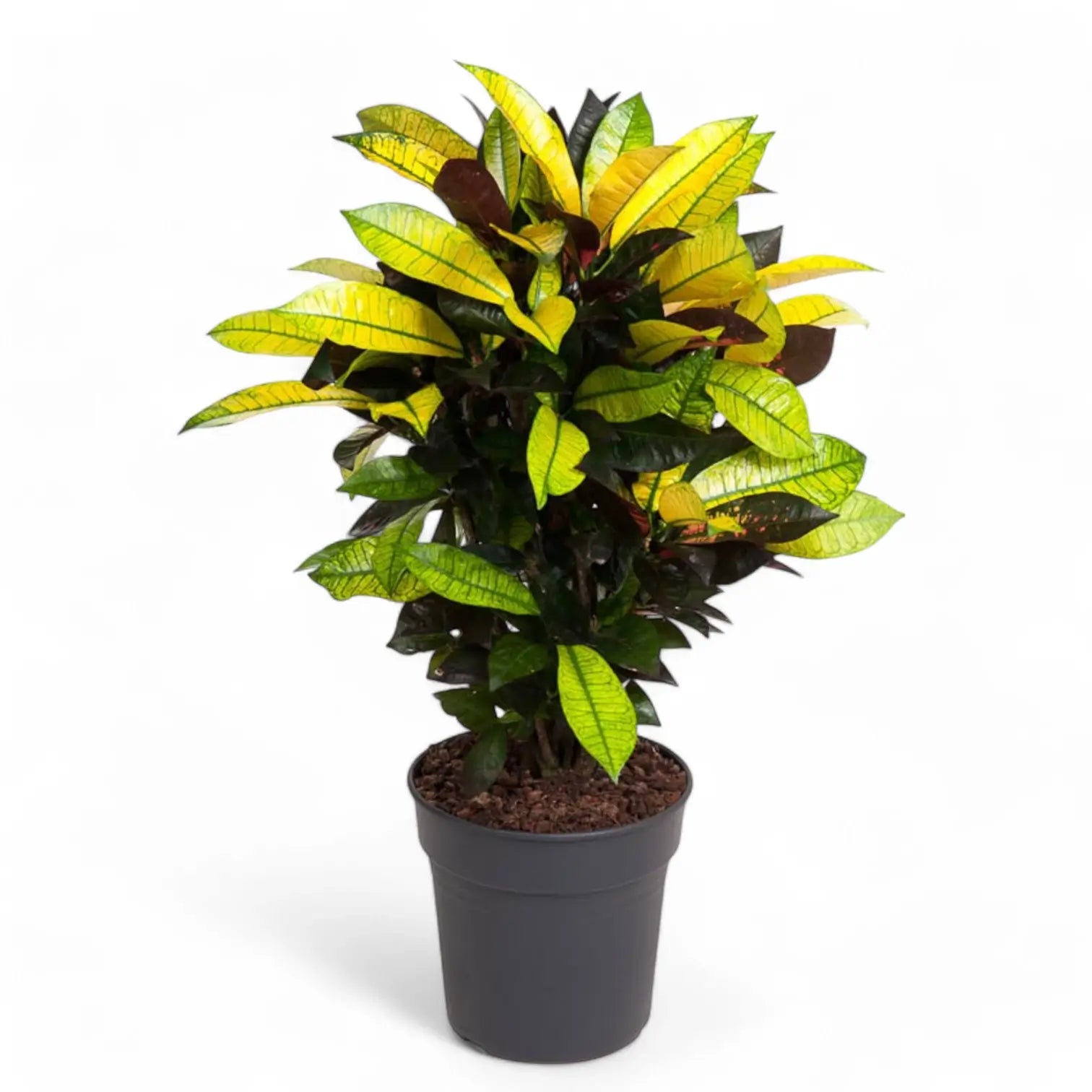 Codiaeum variegatum (Croton) 'Mrs. Iceton' potted houseplant in nursery pot on white background, product photo 4.
