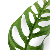 Monstera 'Esqueleto' – Zimmerpflanze im Kulturtopf auf weißem Hintergrund, Produktfoto 10.