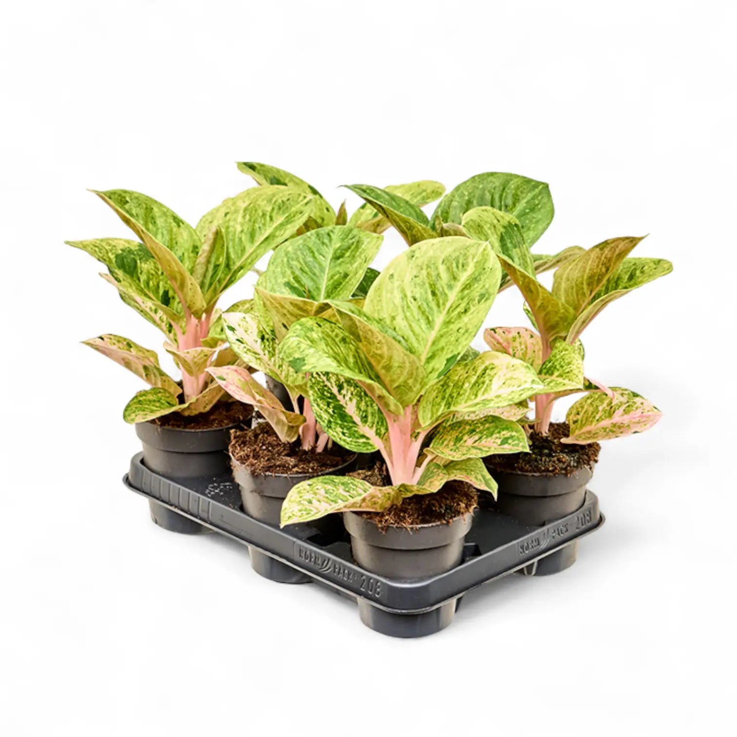 Aglaonema 'Apple Fantasy' – Topfpflanze im Kulturtopf vor weißem Hintergrund, Produktfoto 3.