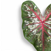 Caladium 'Tapestry' leaf close-up on white background.
