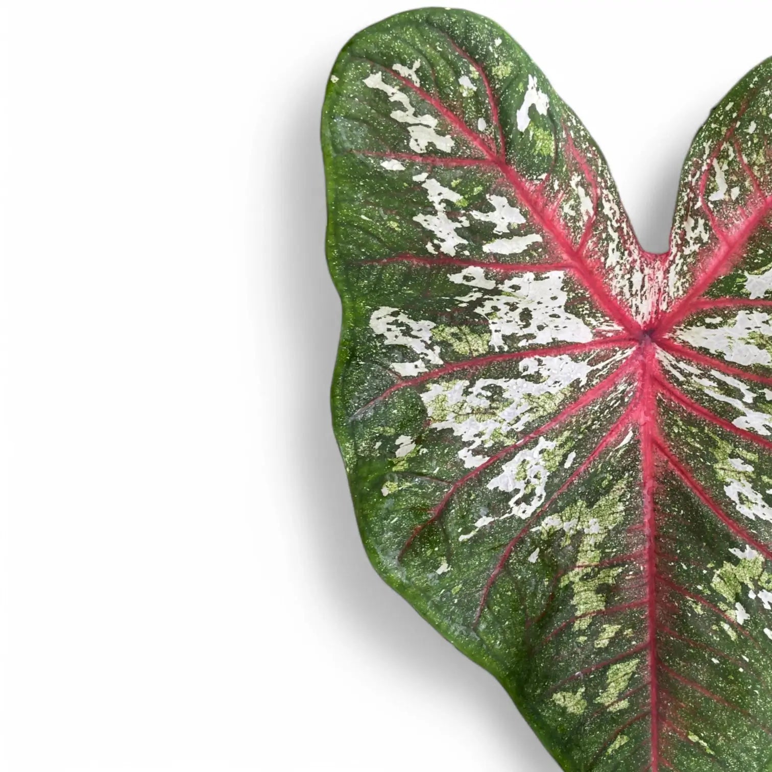 Caladium 'Tapestry' leaf close-up on white background.