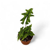 Alocasia 'Jacklyn' – Zimmerpflanze im Kulturtopf auf weißem Hintergrund, Produktfoto 10.