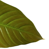Philodendron grandipes leaf close-up on white background.