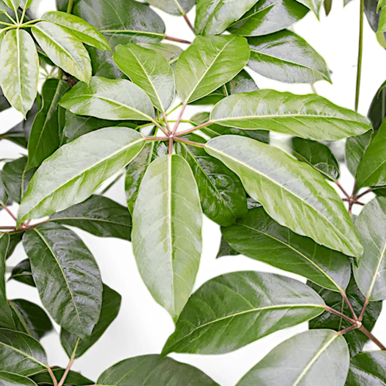 Heptapleurum (Schefflera) actinophyllum 'Amate' potted houseplant in nursery pot on white background, product photo 5.