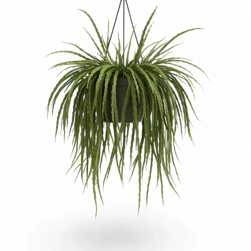 Pfeiffera boliviana potted houseplant in nursery pot on white background, product photo 2.