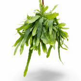 Epiphyllum pumilum – Topfpflanze im Kulturtopf vor weißem Hintergrund, Produktfoto 4.