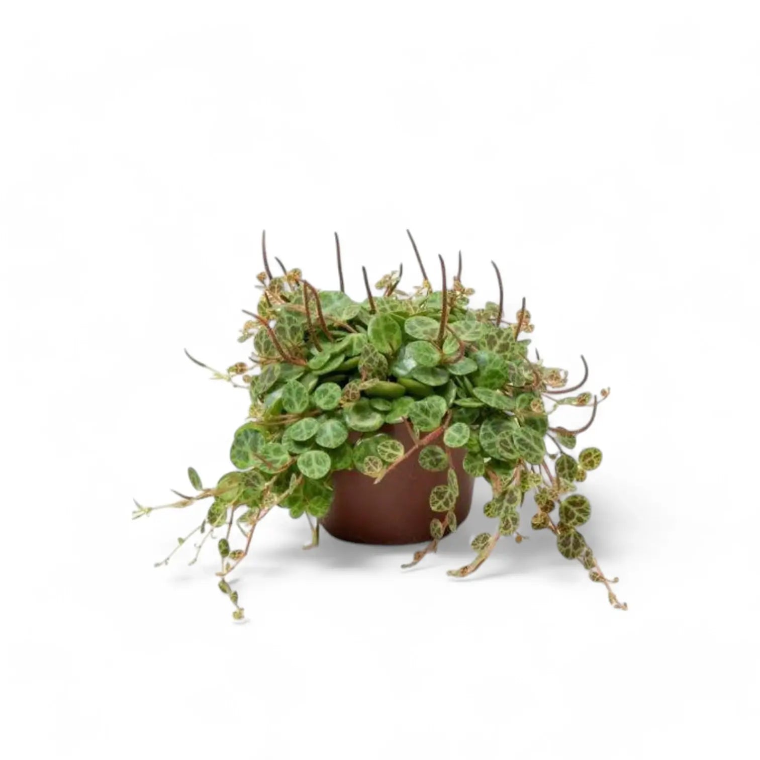 Peperomia prostrata – Zimmerpflanze im Kulturtopf auf weißem Hintergrund, Produktfoto 5.