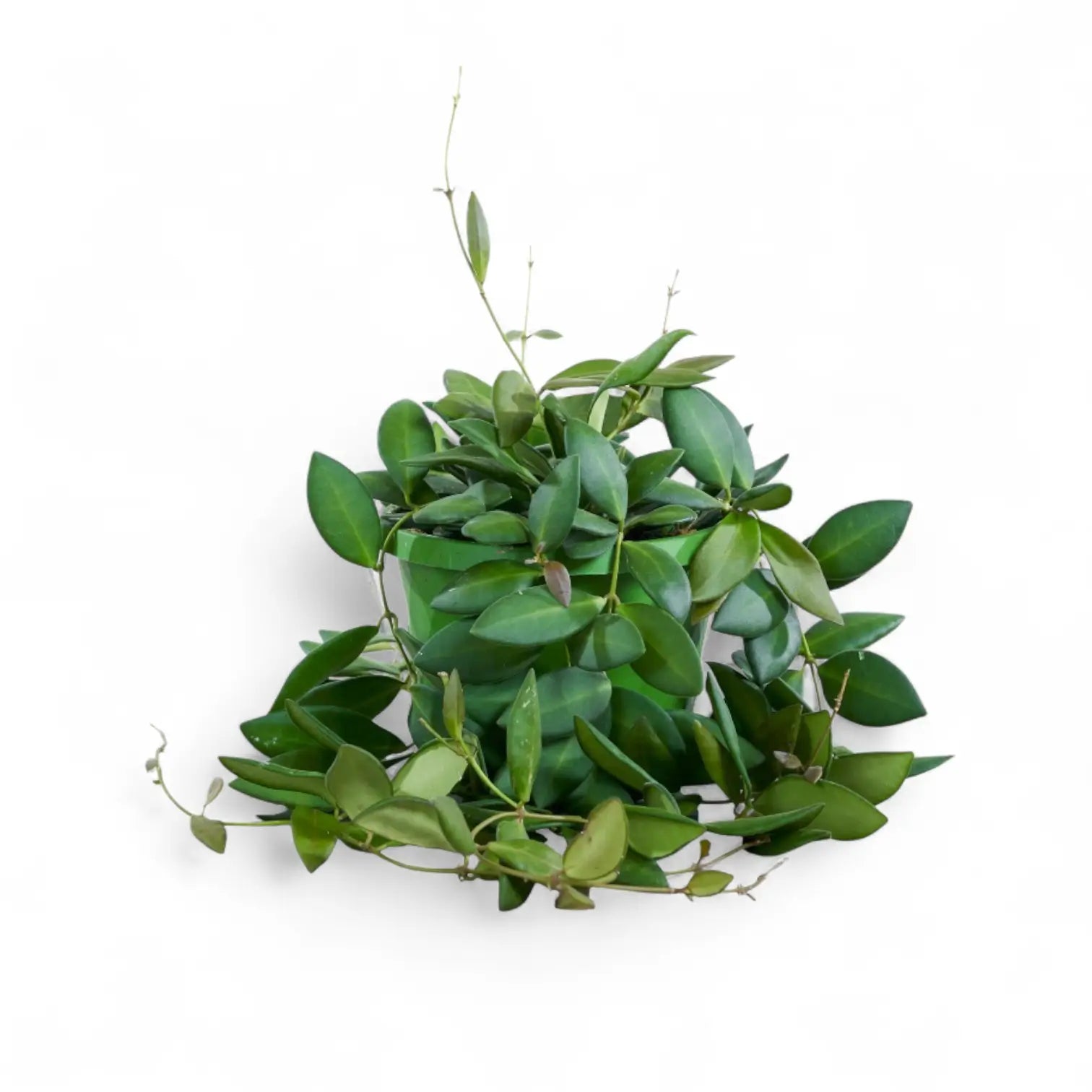 Hoya burtoniae – Zimmerpflanze im Kulturtopf auf weißem Hintergrund, Produktfoto 2.