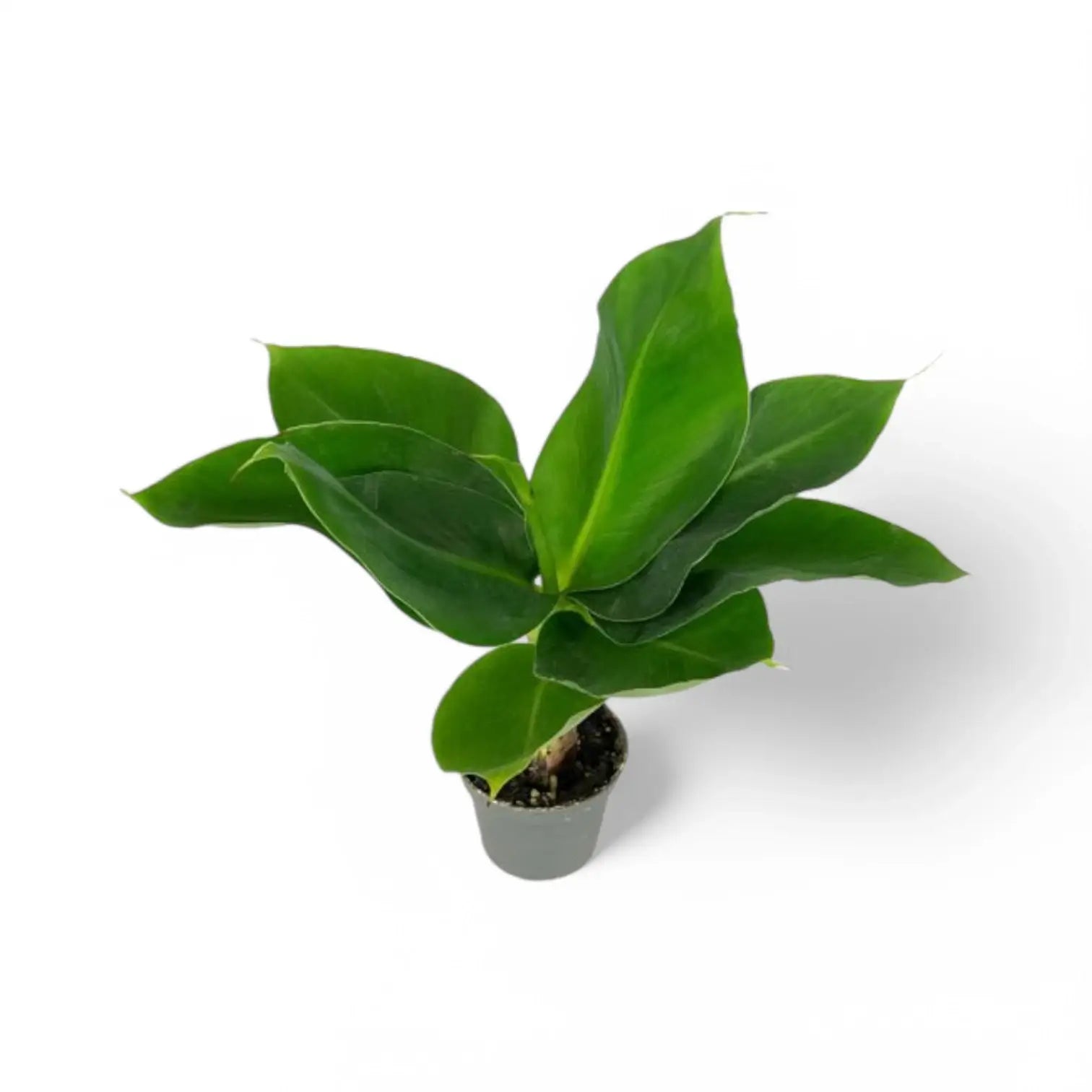 Musa acuminata 'Cheeka' potted houseplant in nursery pot on white background, product photo 2.