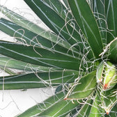 Nahaufnahme eines Blatts von Agave filifera vor weißem Hintergrund.