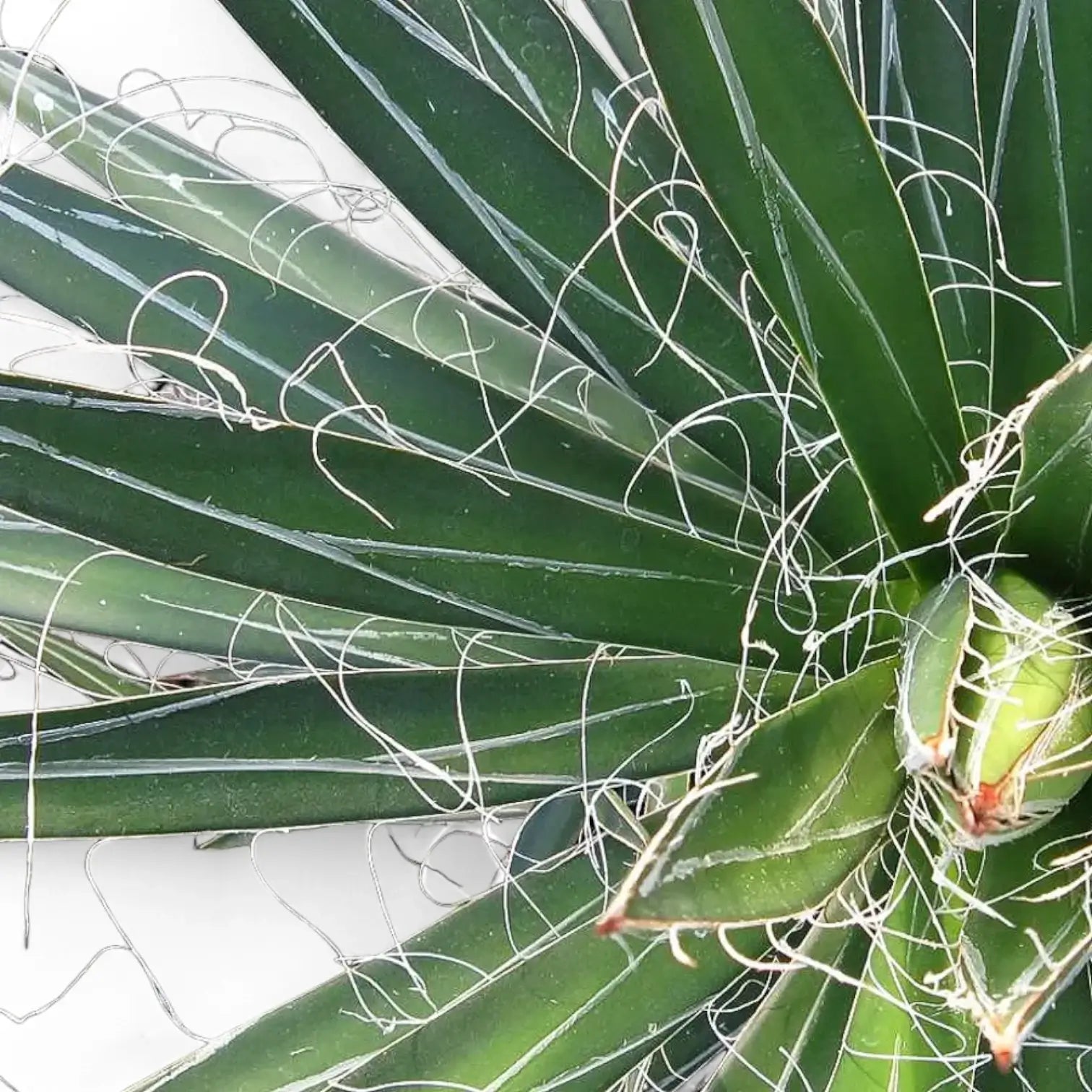Nahaufnahme eines Blatts von Agave filifera vor weißem Hintergrund.