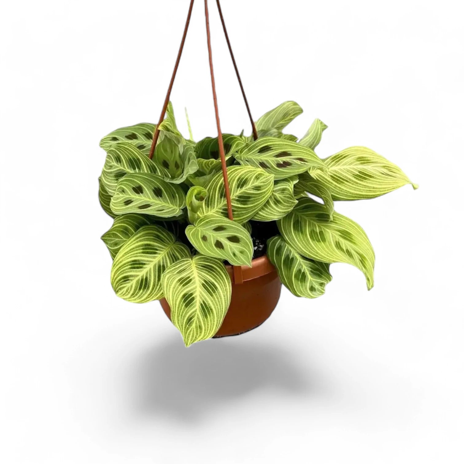 Maranta leuconeura 'Light Veins' ('Fantasy') potted houseplant in nursery pot on white background, product photo 3.