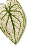 Caladium 'Pliage' leaf close-up on white background.