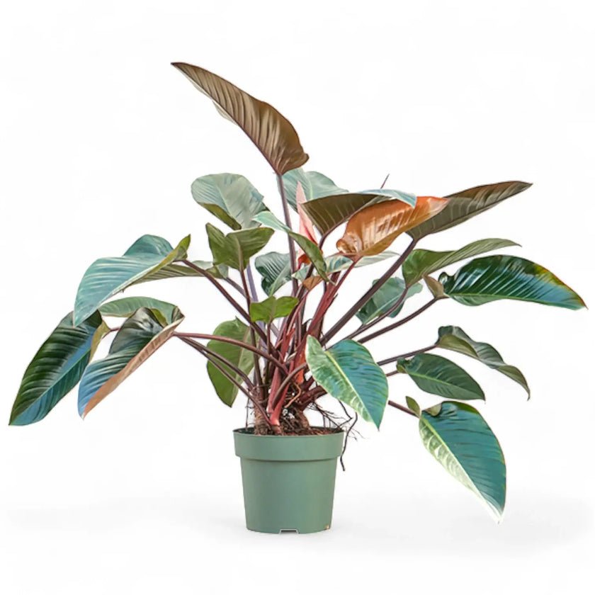 Philodendron 'Red beauty' potted houseplant in nursery pot on white background, product photo 2.