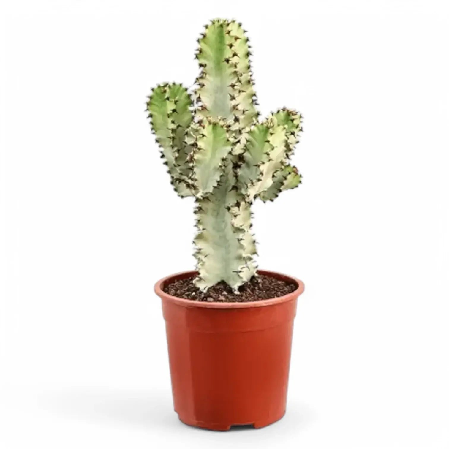 Euphorbia ingens 'Marmorata' potted houseplant in nursery pot on white background, product photo 2.