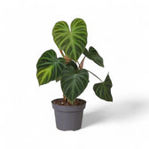 Philodendron verrucosum – Topfpflanze im Kulturtopf vor weißem Hintergrund, Produktfoto 6.