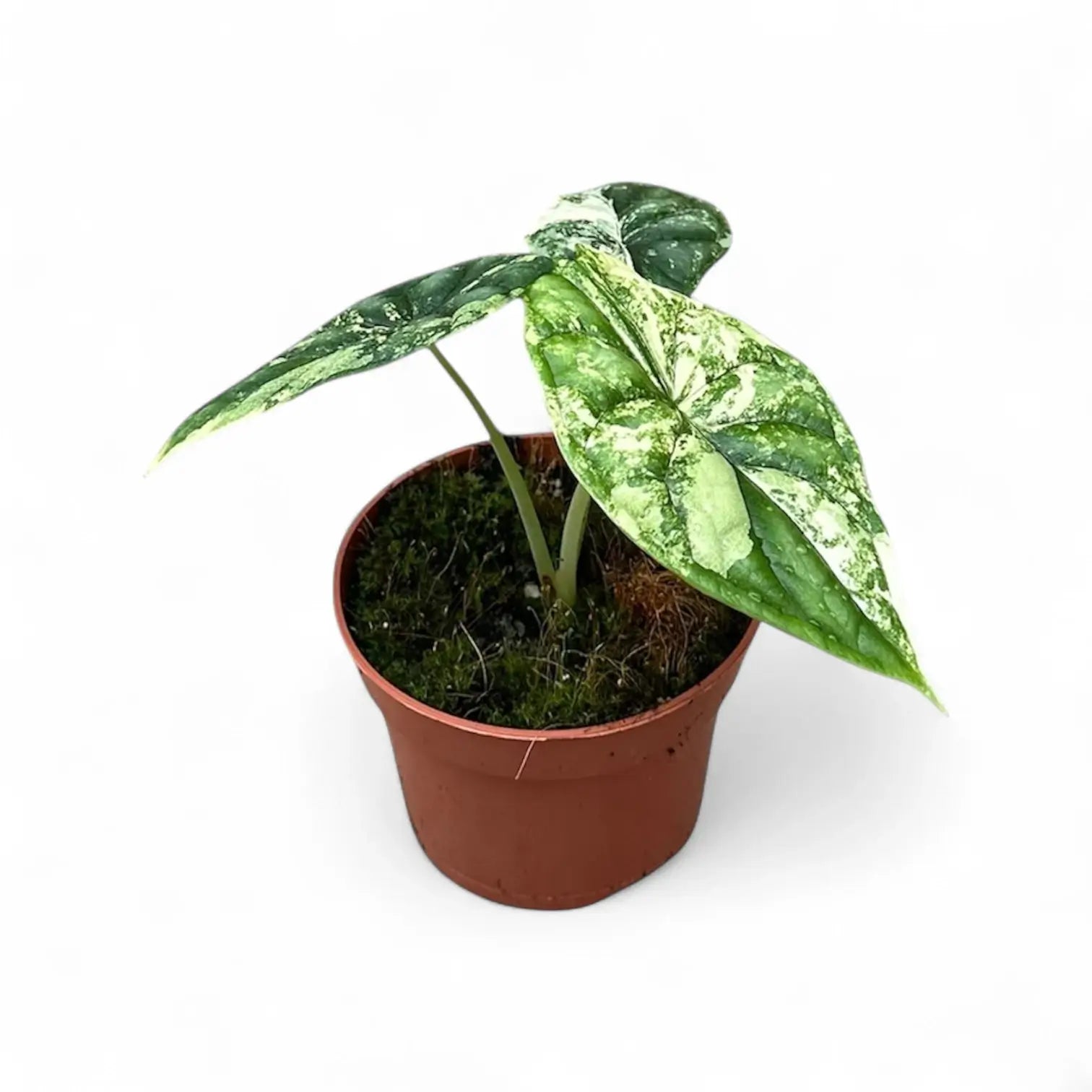 Alocasia baginda 'Dragon scale' albo-variegata potted houseplant in nursery pot on white background, product photo 9.