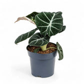 Alocasia reginula 'Black velvet' potted houseplant in nursery pot on white background, product photo 12.