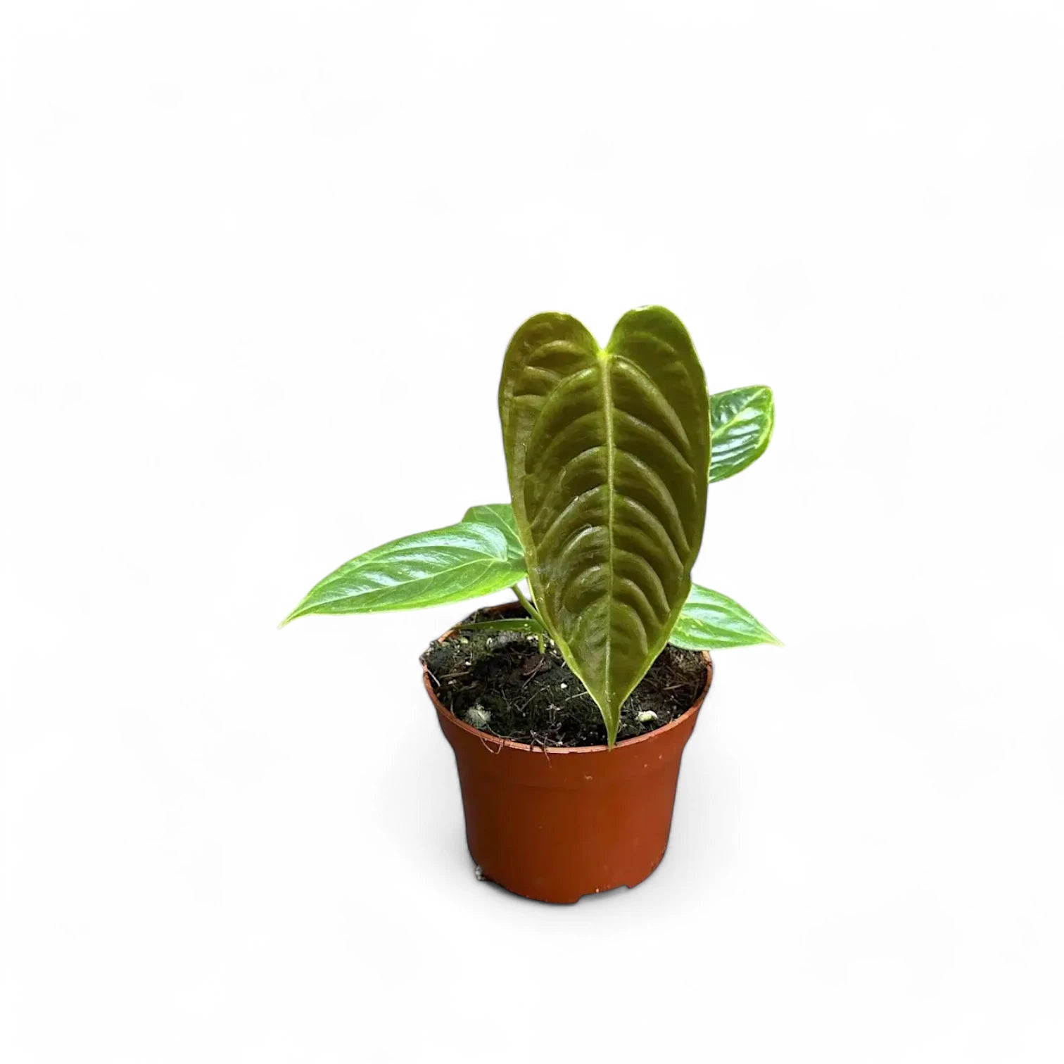 Anthurium veitchii potted houseplant in nursery pot on white background, product photo 8.