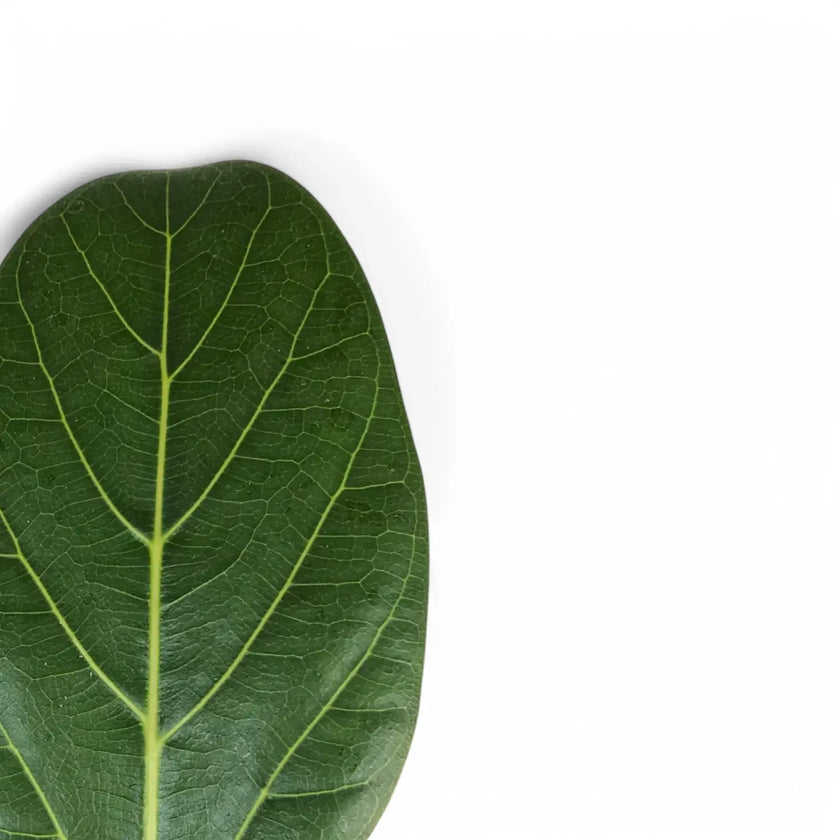 Nahaufnahme eines Blatts von Ficus benghalensis 'Audrey' vor weißem Hintergrund.