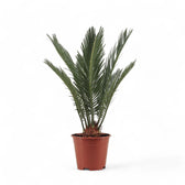 Cycas revoluta – Topfpflanze im Kulturtopf vor weißem Hintergrund, Produktfoto 8.