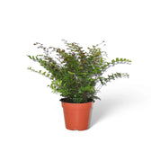 Didymochlaena truncatula – Topfpflanze im Kulturtopf vor weißem Hintergrund, Produktfoto 4.