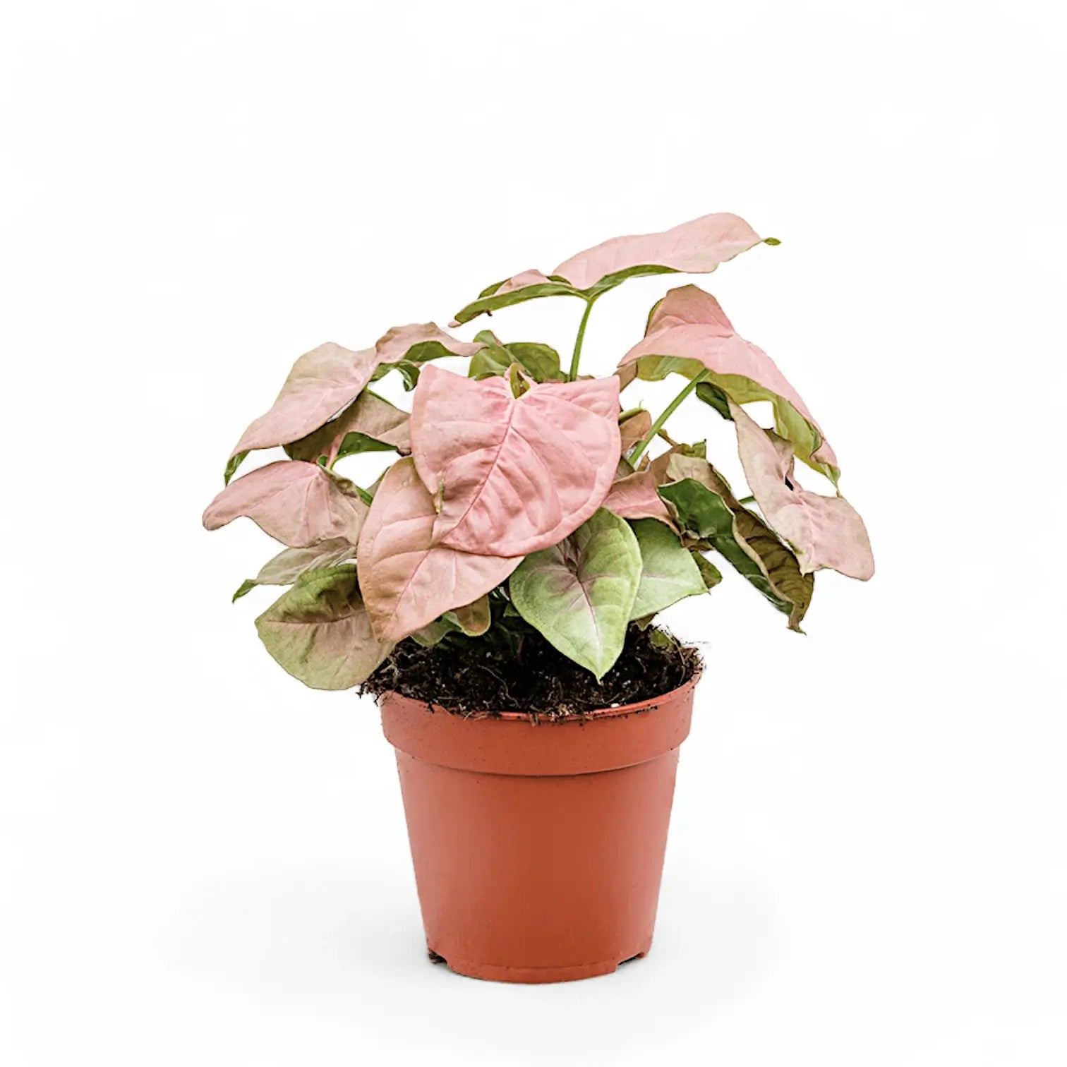 Syngonium podophyllum 'Neon' – Zimmerpflanze im Kulturtopf auf weißem Hintergrund, Produktfoto 4.