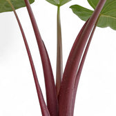 Nahaufnahme eines Blatts von Alocasia 'Imperial Red' vor weißem Hintergrund.