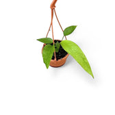 Anthurium vittarifolium – Zimmerpflanze im Kulturtopf auf weißem Hintergrund, Produktfoto.