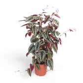 Cissus discolor – Zimmerpflanze im Kulturtopf auf weißem Hintergrund, Produktfoto 2.