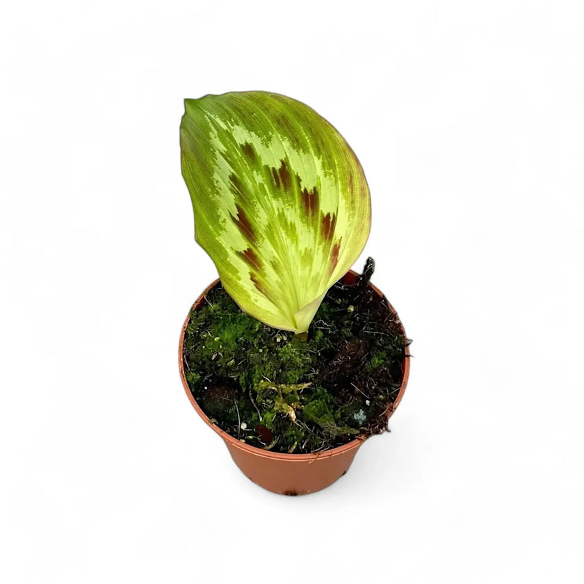 Kaempferia elegans 'Fanciful Peacock Shazam' potted houseplant in nursery pot on white background, product photo 2.