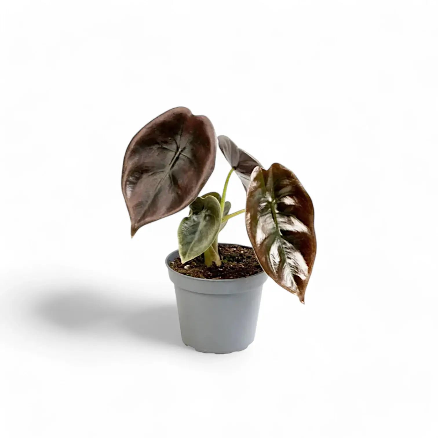 Alocasia cuprea 'Red secret' – Topfpflanze im Kulturtopf vor weißem Hintergrund, Produktfoto 11.