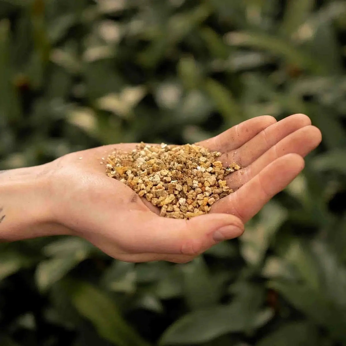 Vermiculit auf weißem Hintergrund, Produktfoto 3.