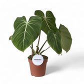 Philodendron gloriosum – Topfpflanze im Kulturtopf vor weißem Hintergrund, Produktfoto 14.