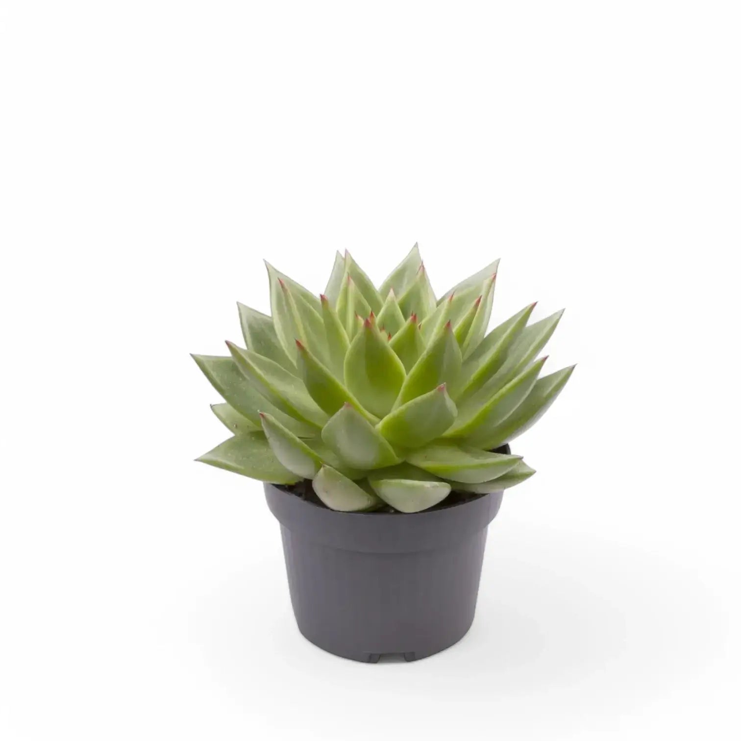 Echeveria agavoides 'Pluto Galaxy' potted houseplant in nursery pot on white background, product photo 2.